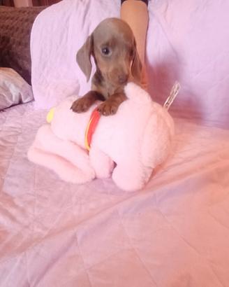 Cuccioli di bassotto Isabell