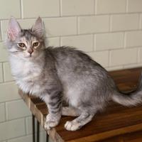 Gattina di razza, Angora Turco - Barbie