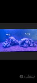 Acquario