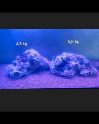 Acquario