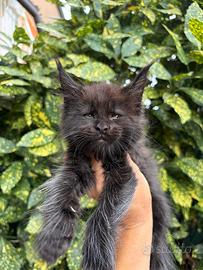 Maine Coon con Pedigree