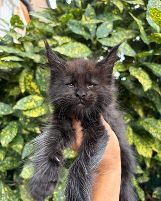Maine Coon con Pedigree