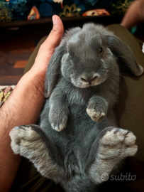 Coniglio Nano, ha 4 messi dolcissimo