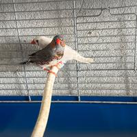 Bengalini diamantini