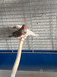 Bengalini diamantini