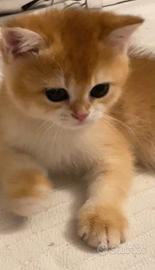 Gattini British Shorthair Golden N12
