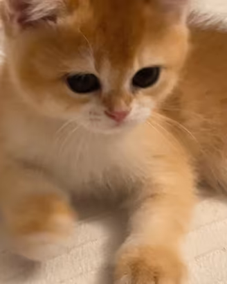 Gattini British Shorthair Golden N12
