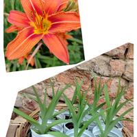 hemerocallis fulva 