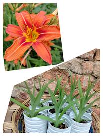 hemerocallis fulva 