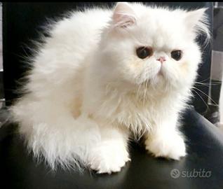 Maschietto persiano ipertipico dolcissimo