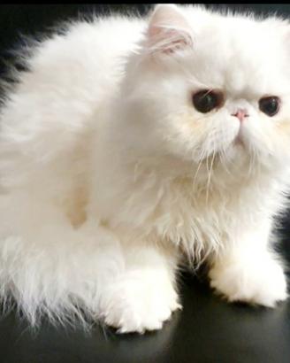 Maschietto persiano ipertipico dolcissimo