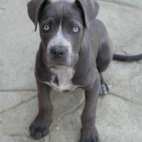 Cuccioli cane corso