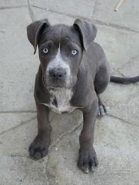 Cuccioli cane corso