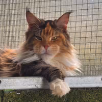 Maine coon