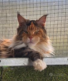 Maine coon