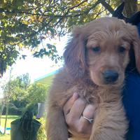 Cuccioli Golden retriever inglesi