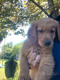 Cuccioli Golden retriever inglesi