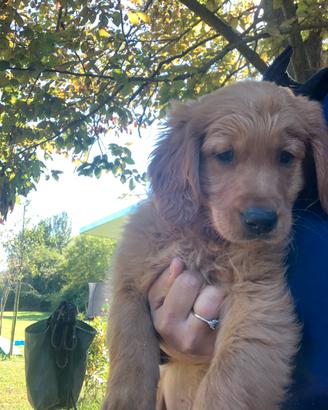 Cuccioli Golden retriever inglesi