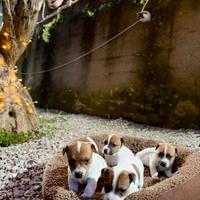 Jack Russel Terrier