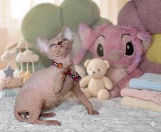 Sphynx