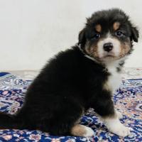 Cuccioli Australian shepherd