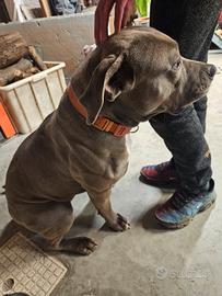 Cuccioli american bully