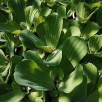 pianta acquatica pistia stratiotes