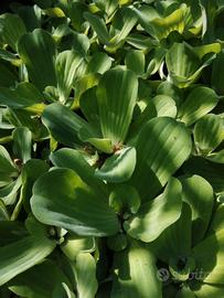 pianta acquatica pistia stratiotes