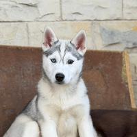 Cuccioli Siberian Husky