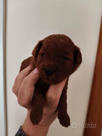 Barboncino red toy pedigree Enci