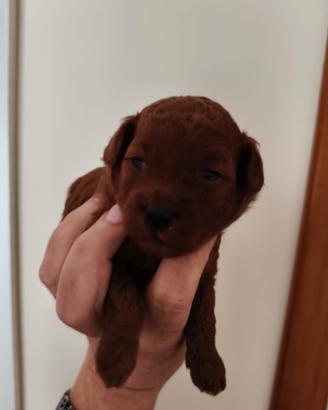 Barboncino red toy pedigree Enci