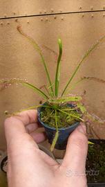 drosera capensis (pianta carnivora)