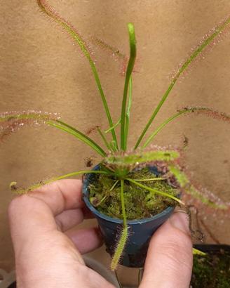 drosera capensis (pianta carnivora)