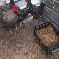 Galline amrok