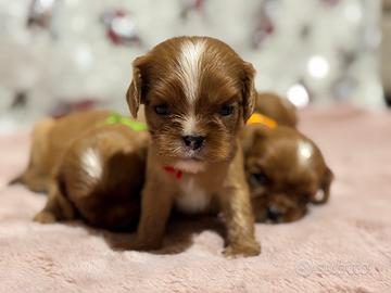 Cavalier King