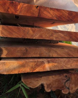 Assi di Legno di TASSO Pregiato (Taxus baccata)

