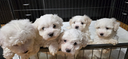 maltipoo-maschio-e-femmine