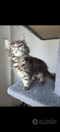 Maine coon