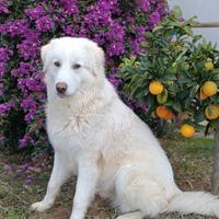 Maremmano di 10 mesi