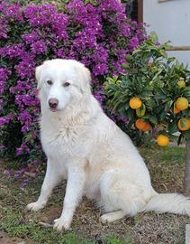 Maremmano di 10 mesi