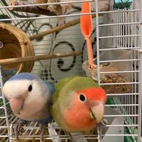 Coppia pappagalli inseparabili