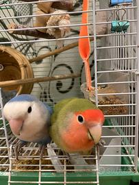Coppia pappagalli inseparabili