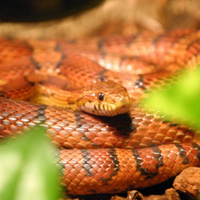 Rettili/serpenti/pitone/boa/accessori/animali