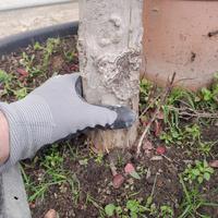 Pianta di Lagerstroemia