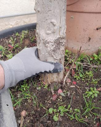 Pianta di Lagerstroemia