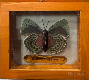 Farfalle imbalsamate in cornice
