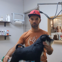 Schnauzer nano nero e argento