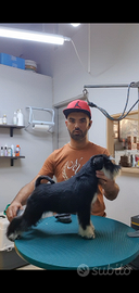 Schnauzer nano nero e argento