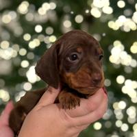 Cuccioli bassotto nero e cioccolato