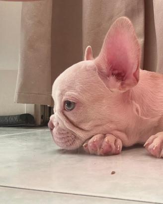 Cuccioli Buldog Francese